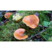 Мицелий Млечника неедкого / Млечник оранжевый (Lactarius mitissimus)